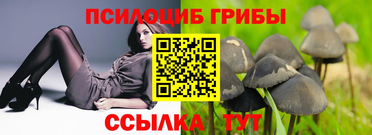 Камышин  Галлюциногенные грибы MAGIC MUSHROOMS  Вход с VPN 